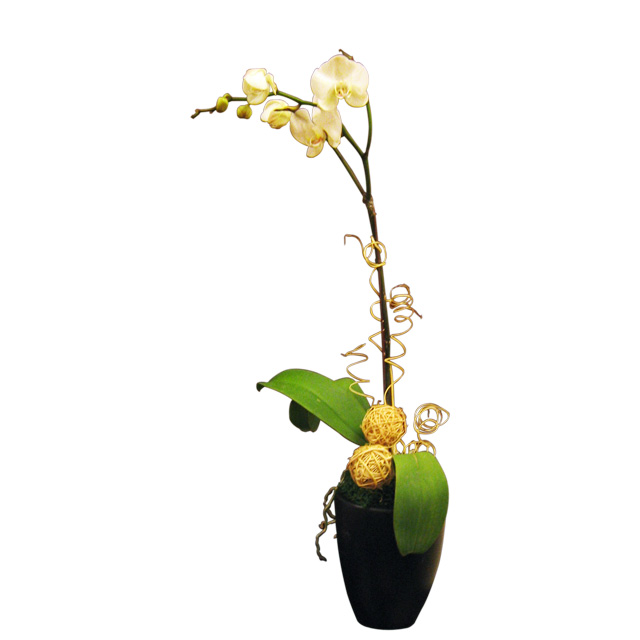 product-details