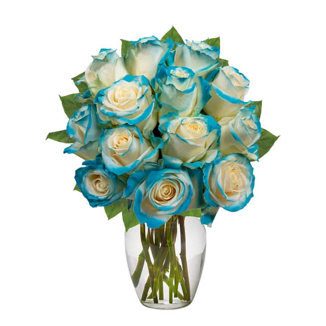 One Dozen Aquamarine Roses