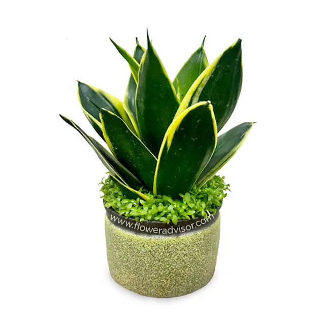 product-details