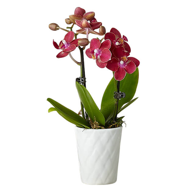 Mini Orchid