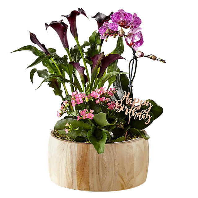 Happy Birthday Orchid Garden