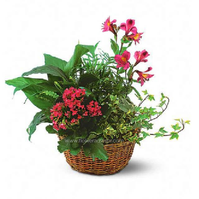 product-details