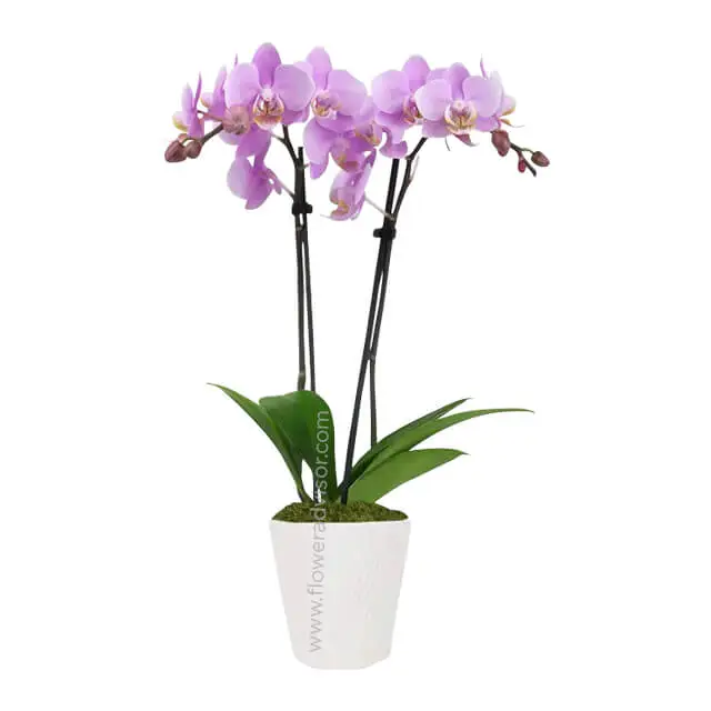 product-details